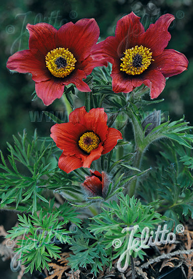 Pasqueflower 'Red Bells'