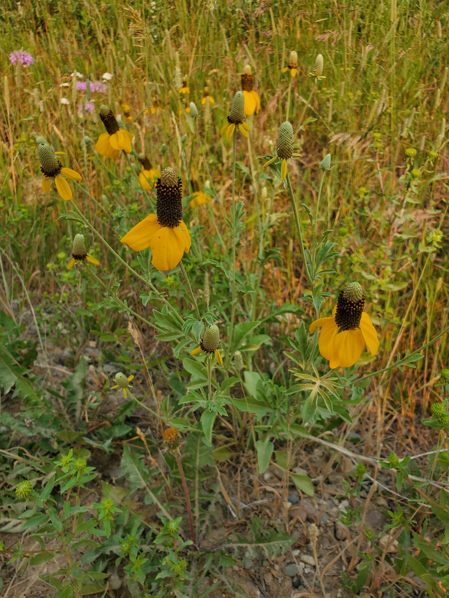 Ratibida columnifera (prairie coneflower), flowers and foliage.