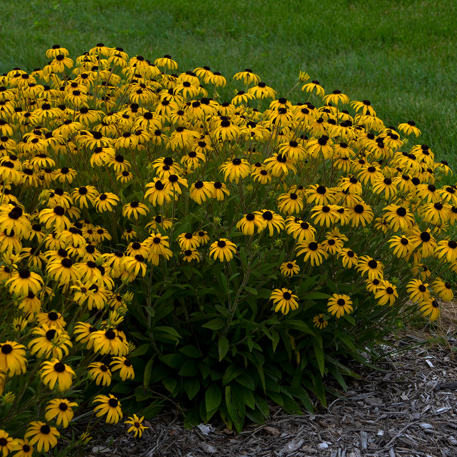 Rudbeckia 'American Gold Rush' (black-eyed Susan), entire plant in bloom.