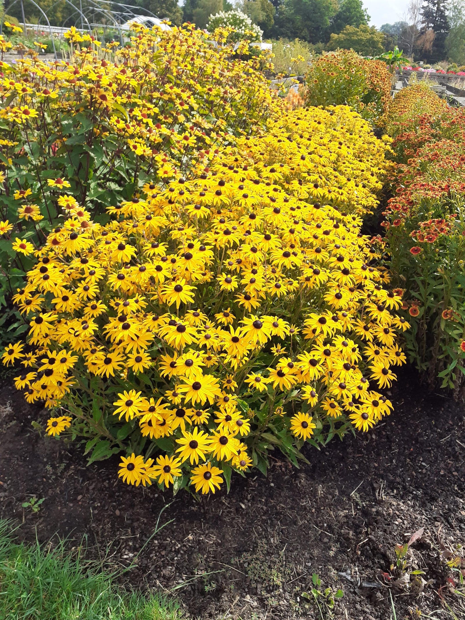 Rudbeckia 'GoldBlitz' (black-eyed Susan), entire plant in bloom.