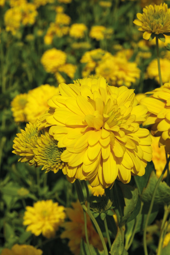 Rudbeckia laciniata 'Goldquelle' (coneflower), close-up of flower.