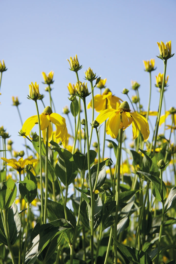 Rudbeckia nitida 'Herbstonne' (coneflower), close-up of flowers.