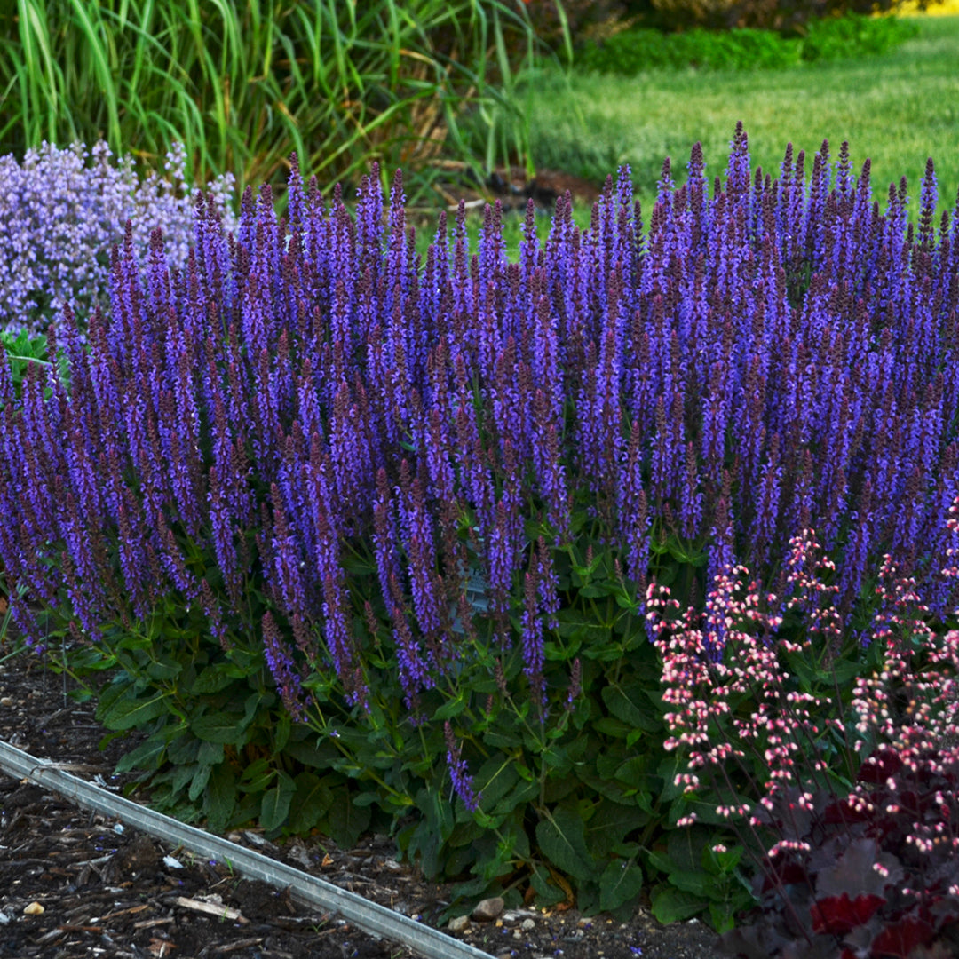 Salvia 'Violet Riot'