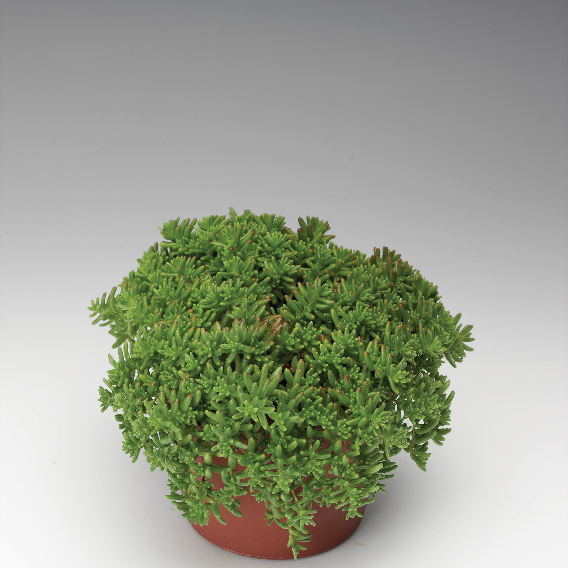 coral carpet succulent Stonecrop 'Coral Carpet' – Greenland Garden Centre