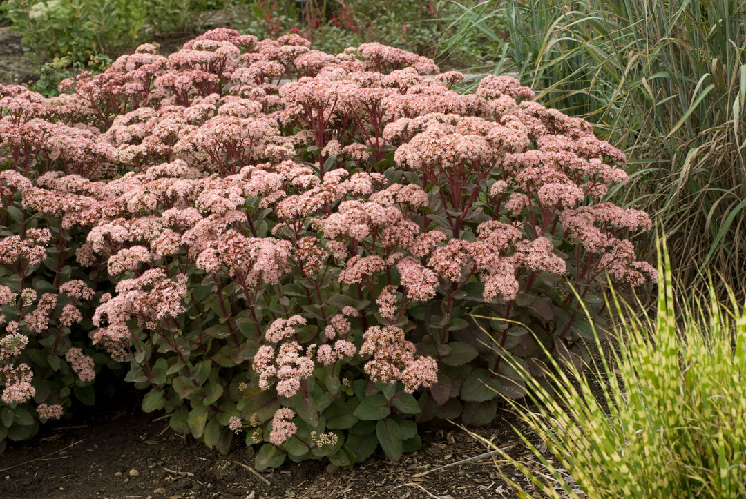 Stonecrop 'Matrona' – Greenland Garden Centre