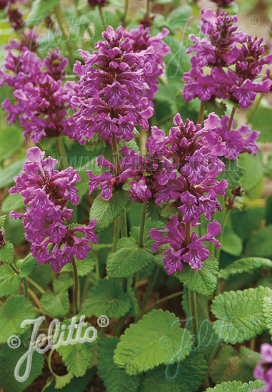 Stachys macrantha 'Superba' (big betony), close-up of flowers.