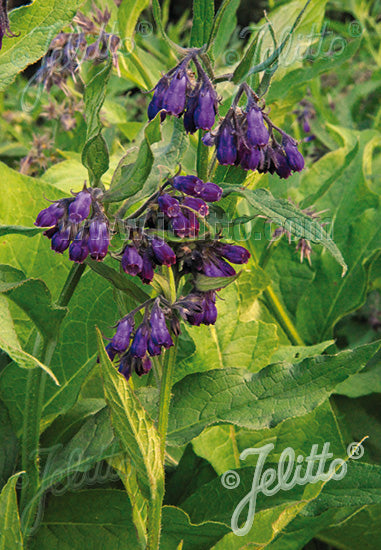 Symphytum officinale (comfrey), close-up of flowers.