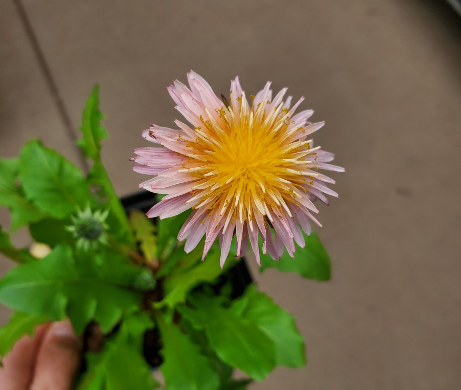 Taraxacum pseudoroseum (pink dandelion), close-up of flower.