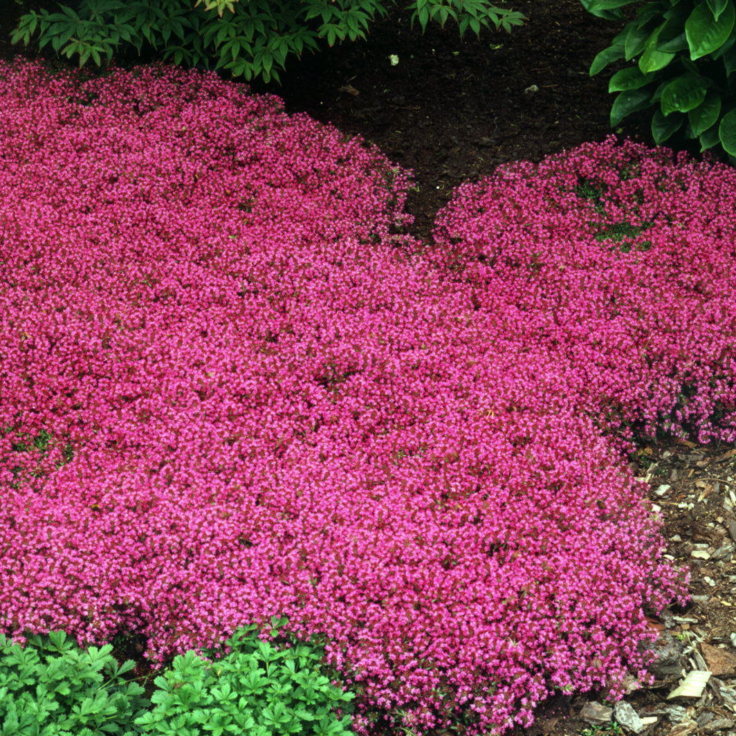Thyme, Red Creeping