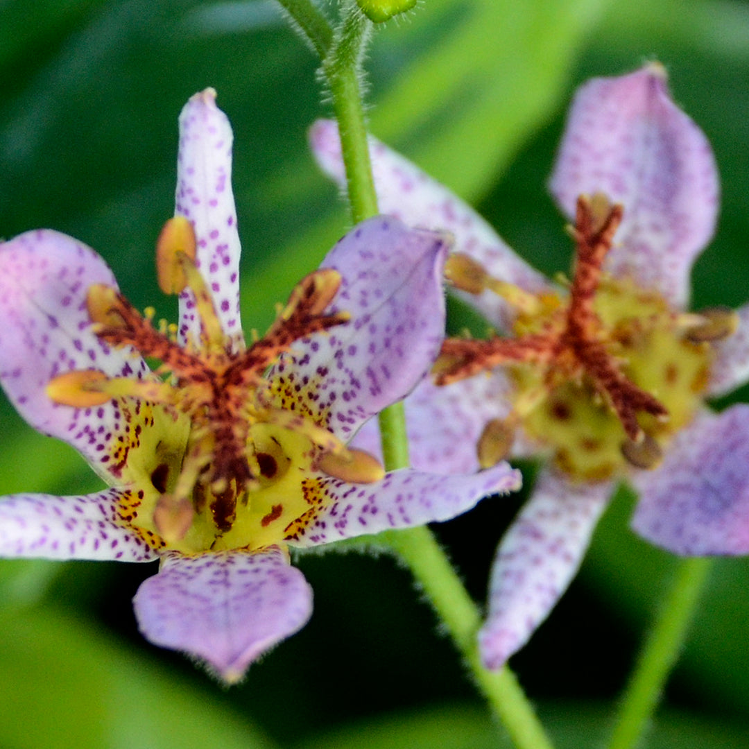 Toad Lily 'Autumn Glow'