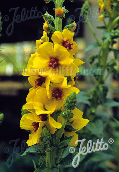 Mullein, Large-Flowered