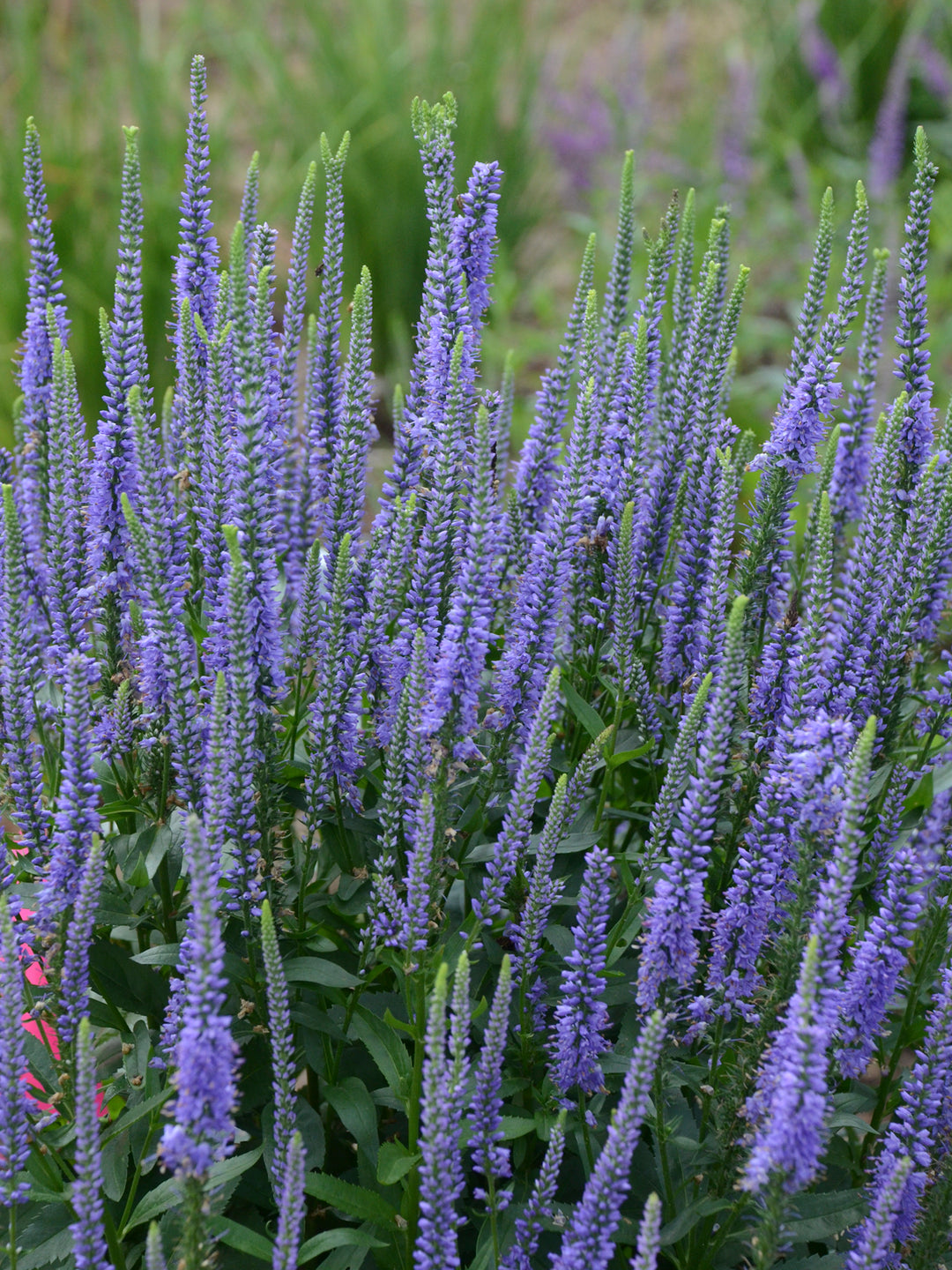 Speedwell 'Blue Skywalker'