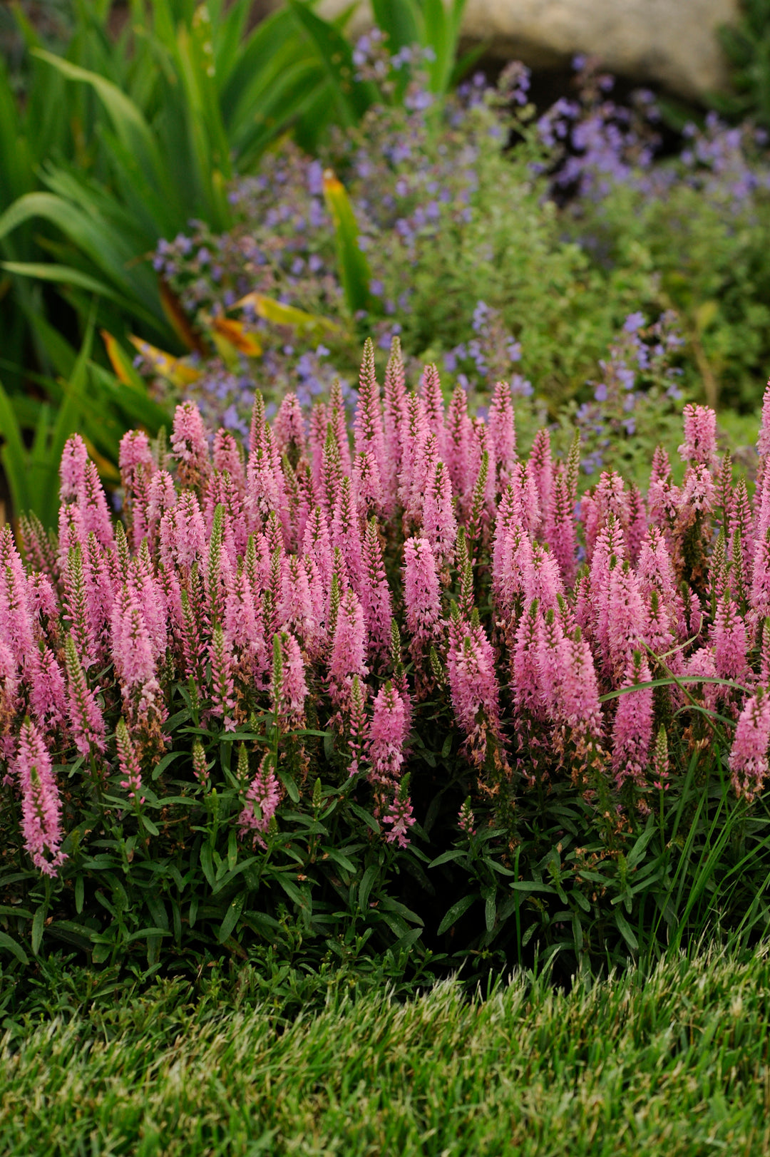 Speedwell 'Giles van Hees'