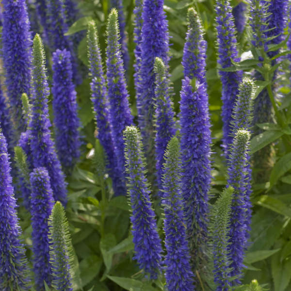 Speedwell 'Royal Candles'