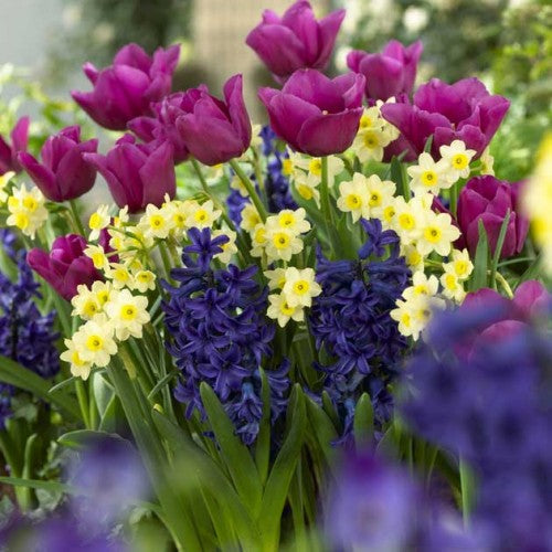 Fabulous Fall Bulbs - Sunday, Sept. 13 @ 1pm