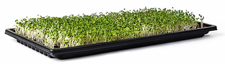 Microgreen Tray, 1020 Double Thick