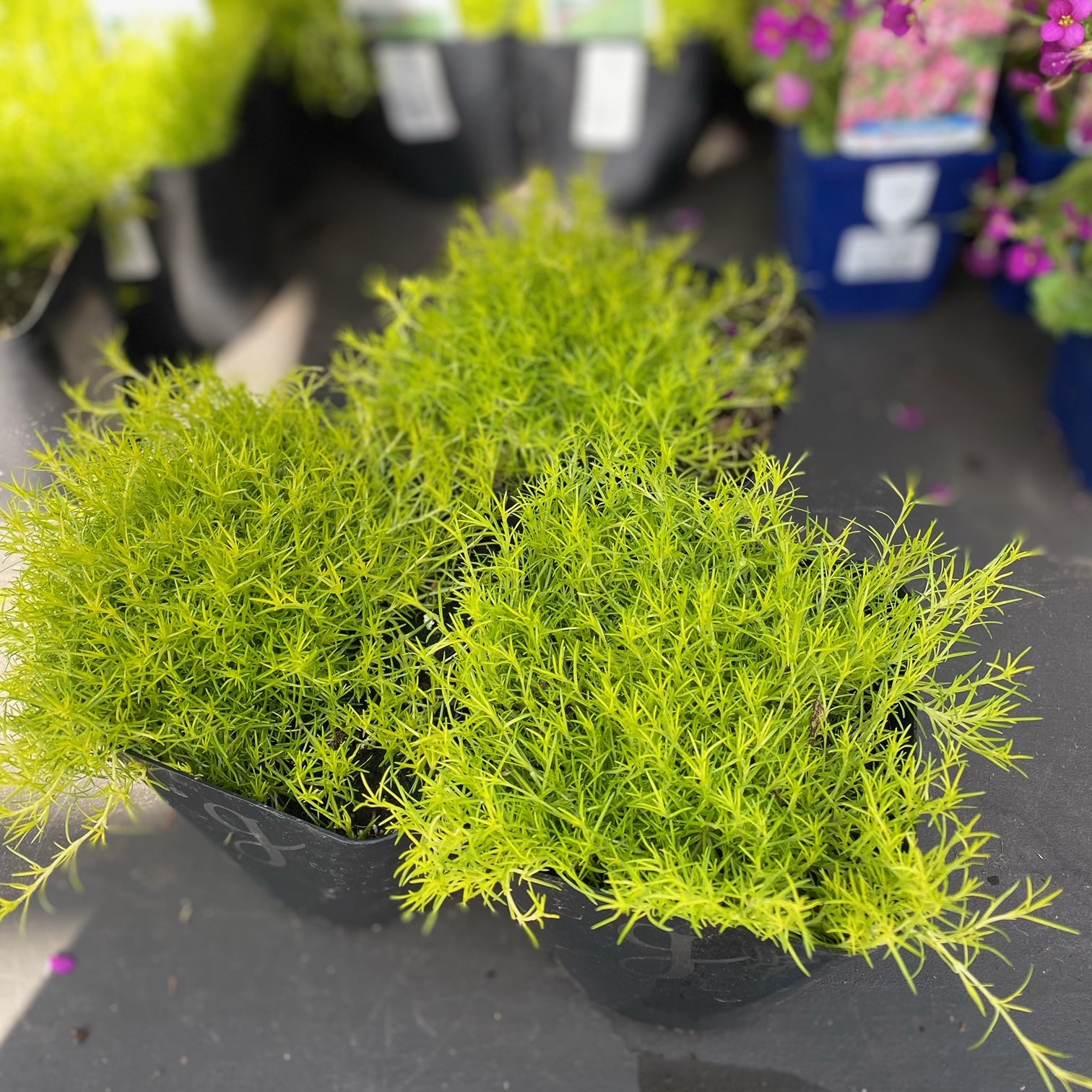 Scotch Moss – Greenland Garden Centre